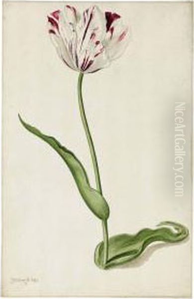 Study Of A Tulip Oil Painting by Pieter Withoos