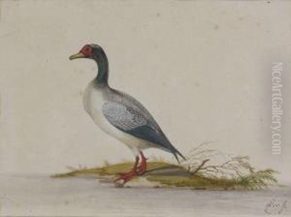 Dendrocygne Oil Painting by Pieter Withoos