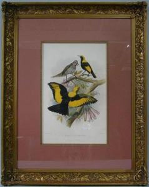 Sericulus Melinus - Regent Bird Oil Painting by Joseph Wolf