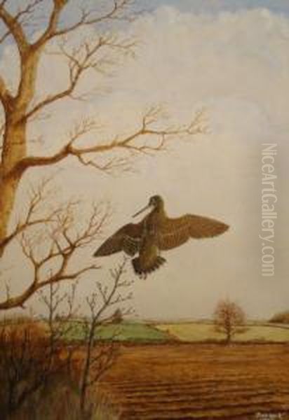 Woodcock Oil Painting by David Knightley Wolfe-Murray