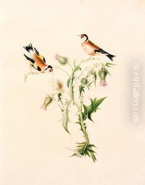 Illustrations Of British Song Birds Painted For Eleanor Mary Dennistoun By Her Affectionate Aunt Mary Wood Oil Painting by Wood