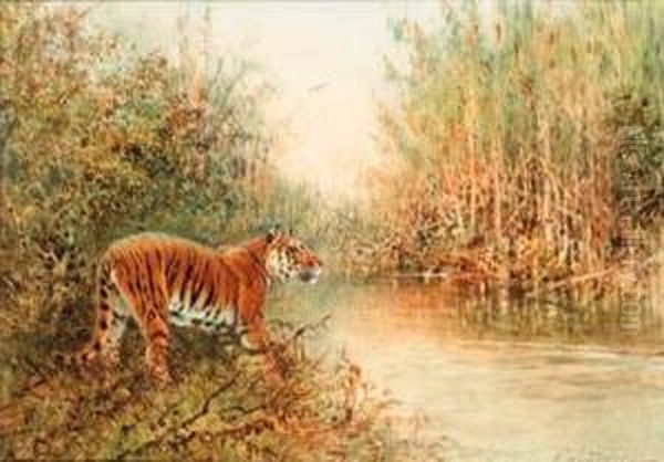 Tiger At The Water's Edge; And Tiger In Long Grass Oil Painting by William Woodhouse