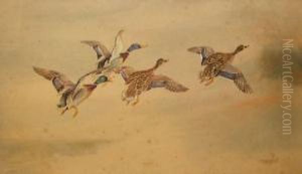 Mallard Rising Oil Painting by Thomas Wrigley