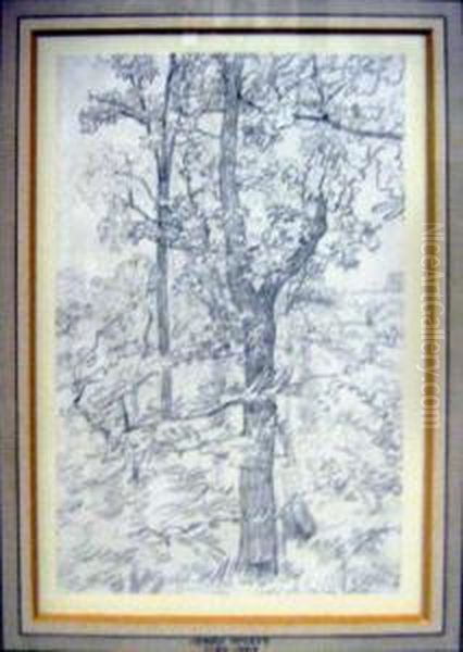 'sketch Of A Tree', Pencil, 11cm X 17cm, Framed Oil Painting by Henry Wyatt