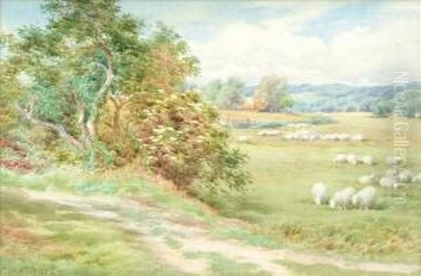 Sheep Grazing Oil Painting by Charles James Adams