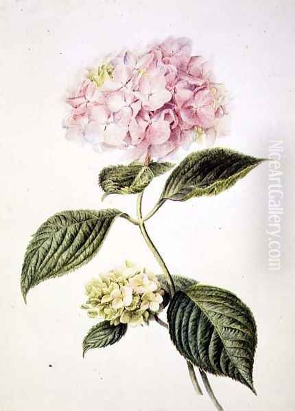 Hydrangea hortensia Oil Painting by Arnoldus Bloemers