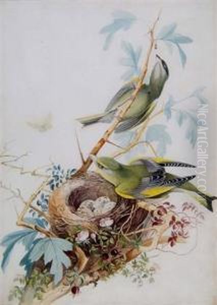 Two Finches Perched On A Berried Branch Oil Painting by John Clayton Adams