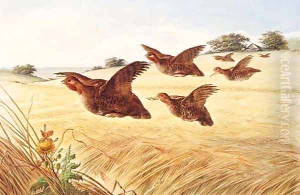 A Covey of Partridge in flight over a Field of Barley Oil Painting by Henry Bright