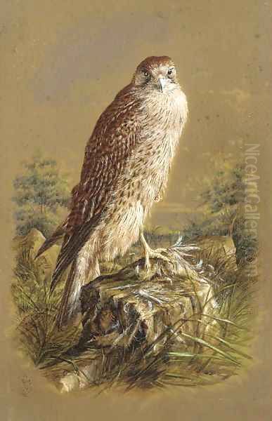 A sparrow hawk Oil Painting by Henry Bright