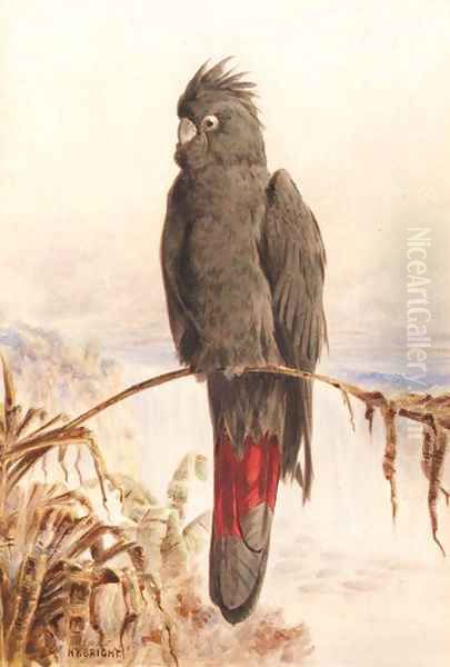 Australian red-tailed black cockatoo Oil Painting by Henry Bright