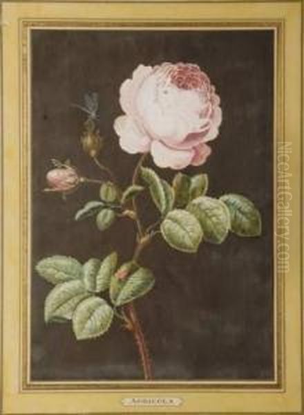 Rose Oil Painting by Christophe-Ludwig Agricola