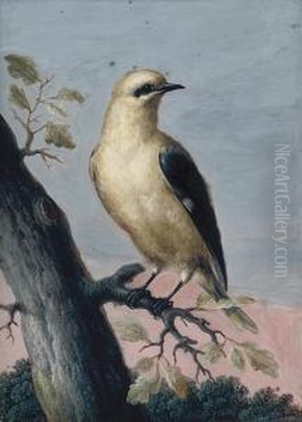 A Golden Oriole Perched On A Branch Oil Painting by Christophe-Ludwig Agricola