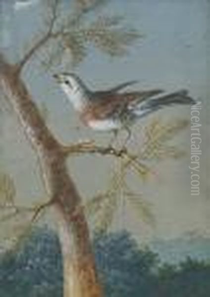 A Finch Perched On A Pine Branch Oil Painting by Christophe-Ludwig Agricola