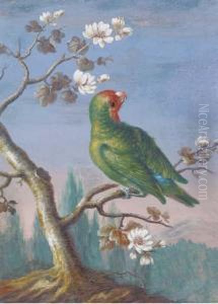 A Red Fronted Parakeet Oil Painting by Christophe-Ludwig Agricola