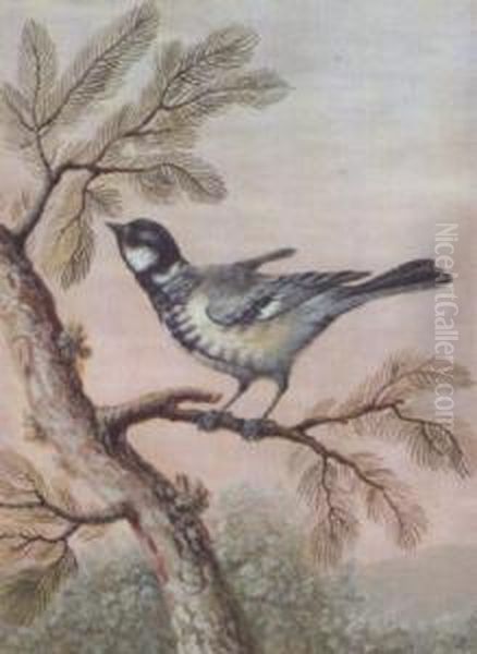 Blue Tit Perched On A Pine Branch With A Fly (#) Great Tit Perched Oil Painting by Christophe-Ludwig Agricola