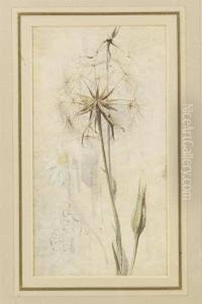 Wild Flowers, Meadow Brown On Hound's Tongue And Goat's Beard In Seed Oil Painting by Edwin John Alexander