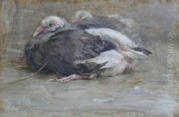 Young Pigeons Oil Painting by Edwin John Alexander