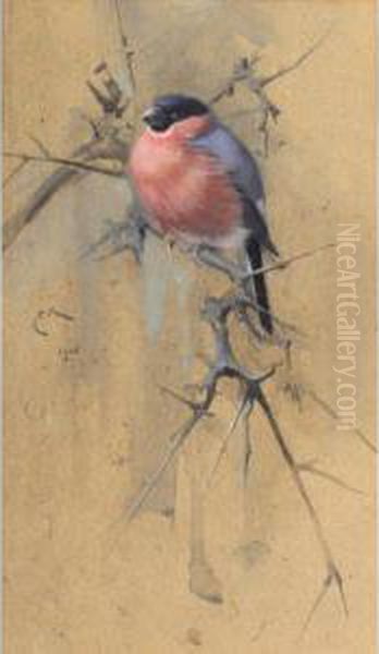 Bullfinch On Twigs Oil Painting by Edwin John Alexander