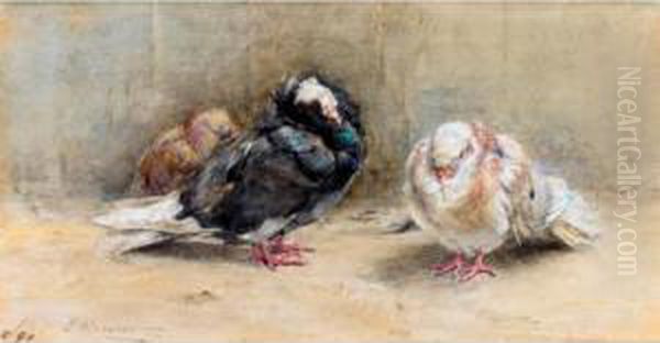 A Trio Of Sleeping Pigeons Oil Painting by Edwin John Alexander