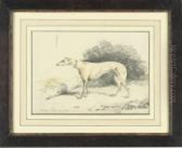 Study Of The Greyhound, Vanity; And Study Of Another Greyhound,tricksy Oil Painting by Samuel Jun Alken