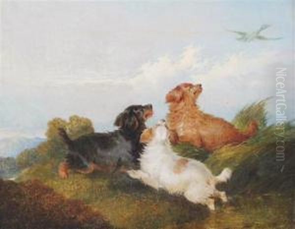 Spaniels Chasing A Duck Oil Painting by George Armfield