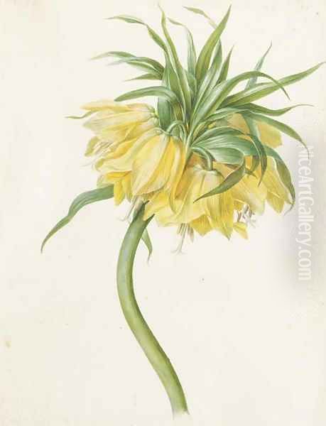 Fritillaria imperialis (Crown Imperial) Oil Painting by Josef von Brandt