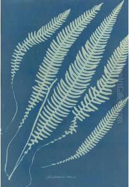 Blechnum Boreale Oil Painting by Anna Atkins