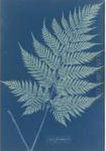 New Zealand Oil Painting by Anna Atkins