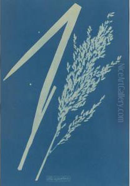 Poa Aquatica Oil Painting by Anna Atkins