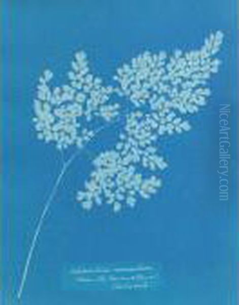 ``adiantum Cuneatum (from The Conservatory At Chatsworth)' Oil Painting by Anna Atkins