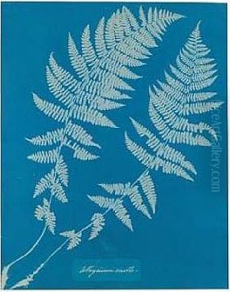 Athysium Molle Oil Painting by Anna Atkins