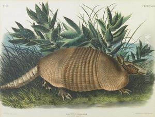 Nine-banded Armadillo Oil Painting by John James Audubon