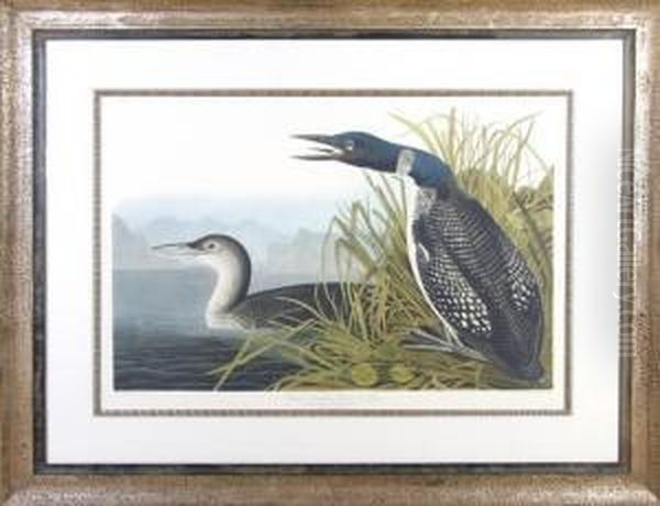 Great Northern Diver Or Loon Oil Painting by John James Audubon