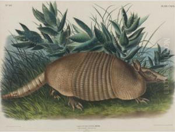 Nine-banded Armadillo, Male Oil Painting by John James Audubon