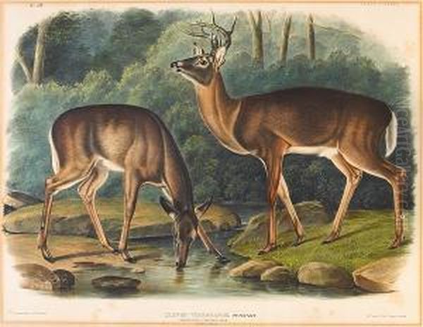 Common Or Virginian Deer. Old Male & Female Oil Painting by John James Audubon