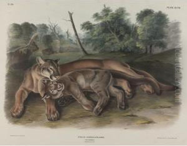 The Cougar Oil Painting by John James Audubon