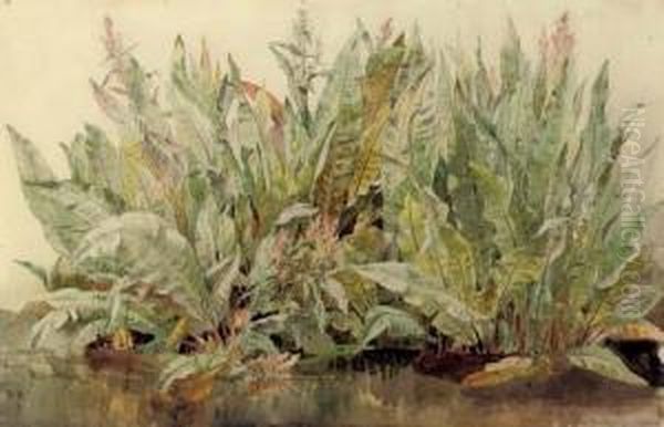 Study Of Dockleaves Oil Painting by James Aumonier