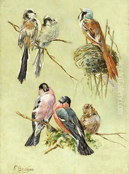 Bird Studies Oil Painting by Fidelia Bridges