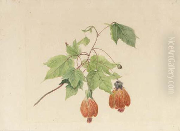 A Study Of A Chinese Bell Flower Oil Painting by Geraldine Jacoba Van De Sande Bakhuyzen