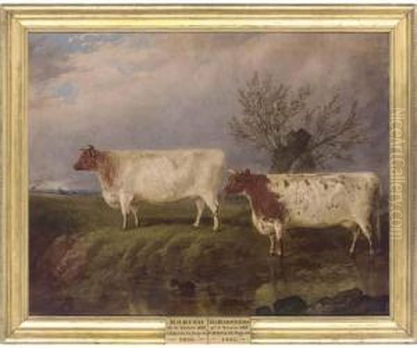 Modish, A Three-year-old Cow And The Baroness, A Three-year-old Cow by James Walsham Baldock