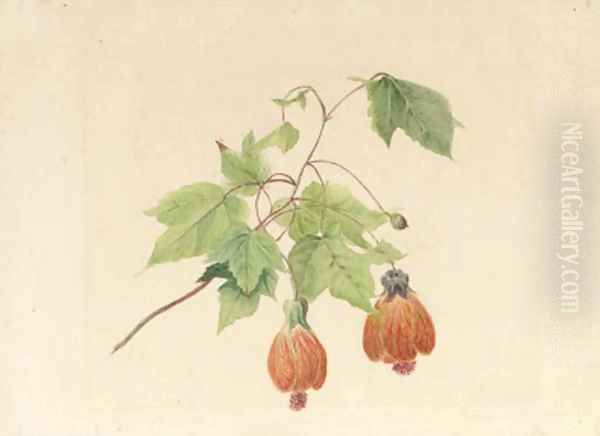 A study of a Chinese bell flower Oil Painting by Geraldine Jacoba Van De Sande Bakhuyzen