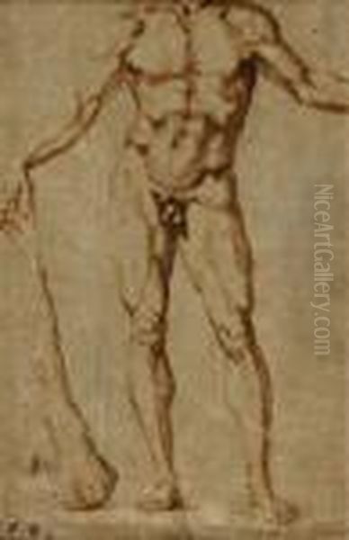 Study For A Figure Of Hercules Oil Painting by Baccio Bandinelli