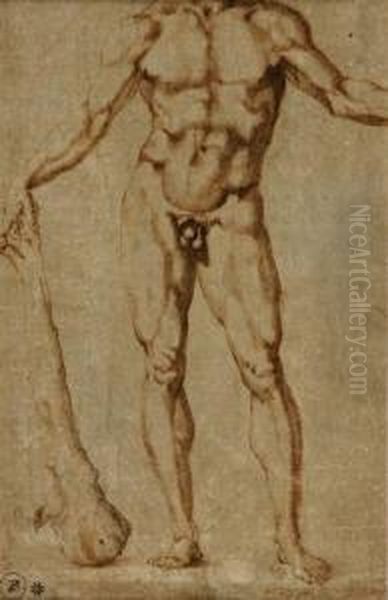 Italian, - Study For A Figure Ofhercules Oil Painting by Baccio Bandinelli