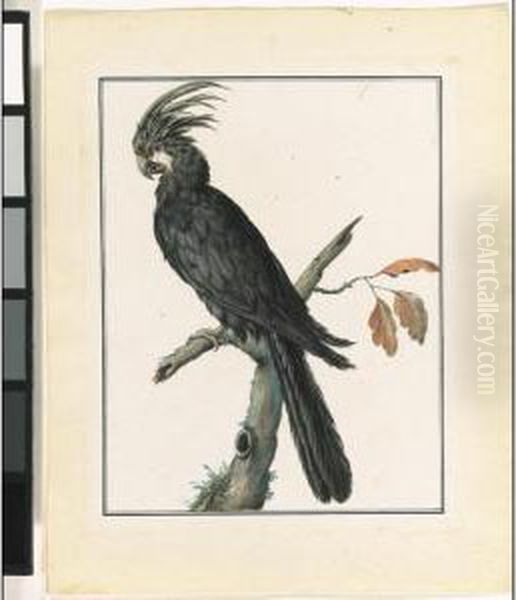 Study Of A Black Parrot On A Tree Branch Oil Painting by Pieter Bartholomeusz. Barbiers IV