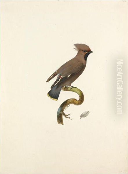 Bohemian Waxwing (bombycilla Garrulus) Oil Painting by Jacques Barraband