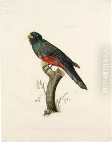 Male South American Trogon (trogonidae Sp.) Oil Painting by Jacques Barraband