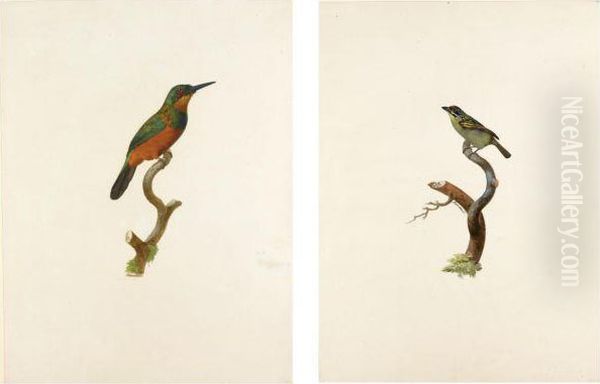 A Green-tailed Jacamar And A Male Red-fronted Timber Barbet Oil Painting by Jacques Barraband