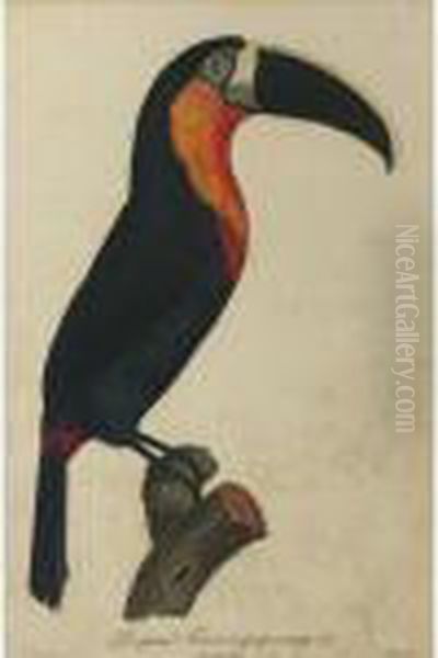 Le Grand Toucan A Gorge Orange. No. 5. Oil Painting by Jacques Barraband