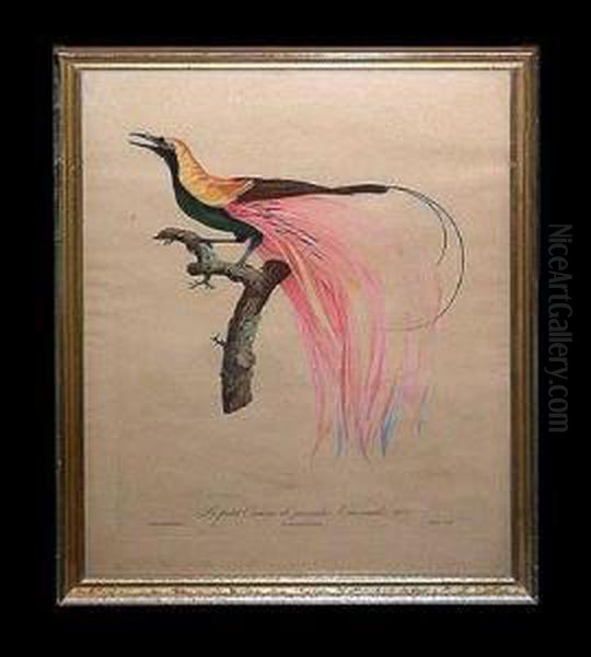 Le Petit Oiseau De Paradis Emerande No. 4 Oil Painting by Jacques Barraband