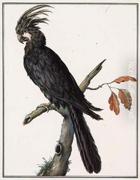 A Black Parrot Oil Painting by Jacques Barraband